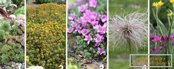 Le migliori piante per lo scivolo alpino - foto e nomi