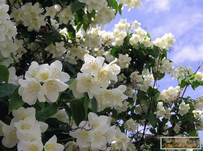 Il gelsomino è un arbusto della famiglia degli ulivi con fiori bianchi a forma di stella. La terra natale del gelsomino è considerata l'Arabia e l'India orientale.