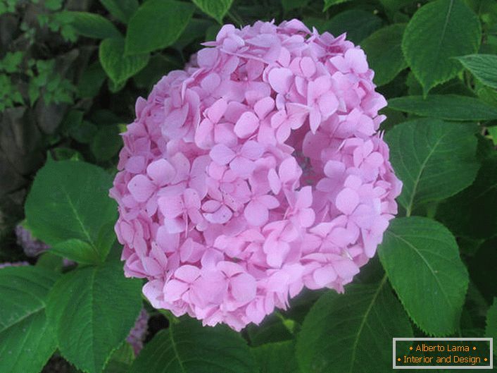 L'ortensia a foglia larga è di colore rosa tenue.