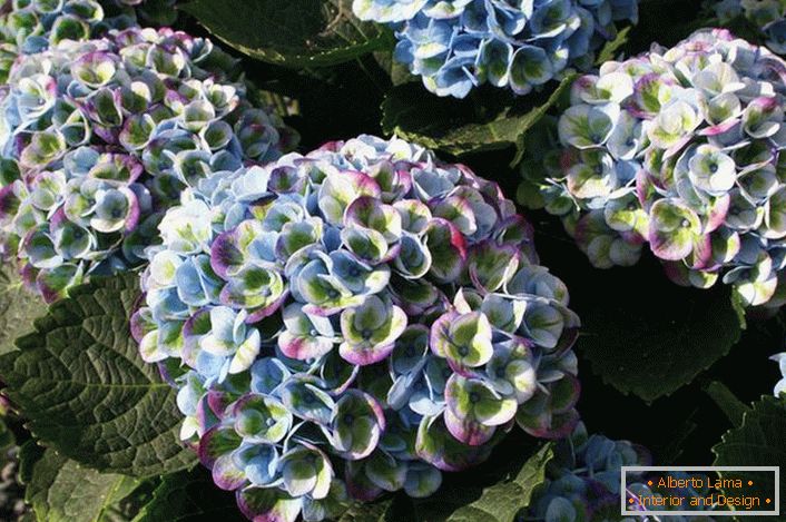 Hortensia con boccioli multicolori è un'opzione interessante per decorare un orto.