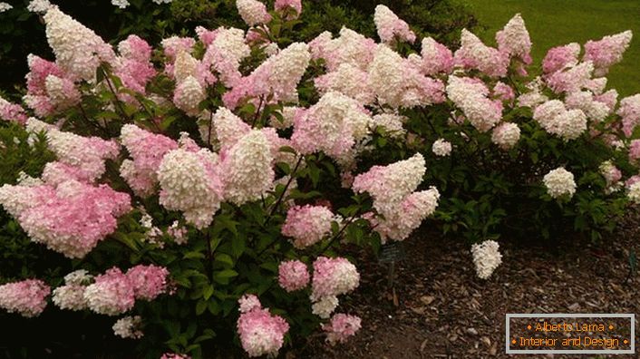 Hortensia panicola nel cortile