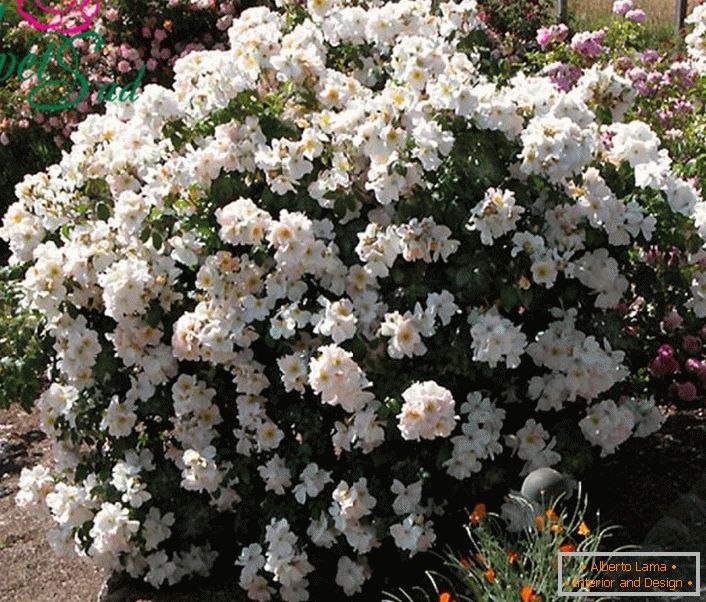 Un cespuglio profumato di una rosa bianca è una sorta di Sally Holmes.