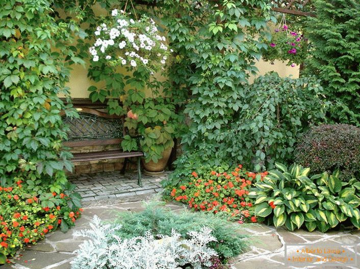 La diversità del mondo vegetale nel cortile indica la presenza di uno stile mediterraneo. Piante da fiore, uva selvatica riccia rendono l'atmosfera romantica.