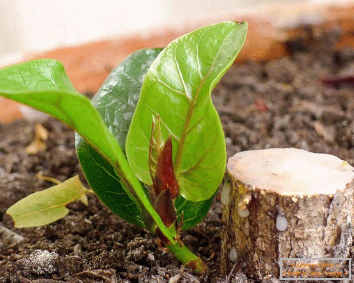 Quindi, produce cardinalmente un ficus di rifilatura ringiovanente.