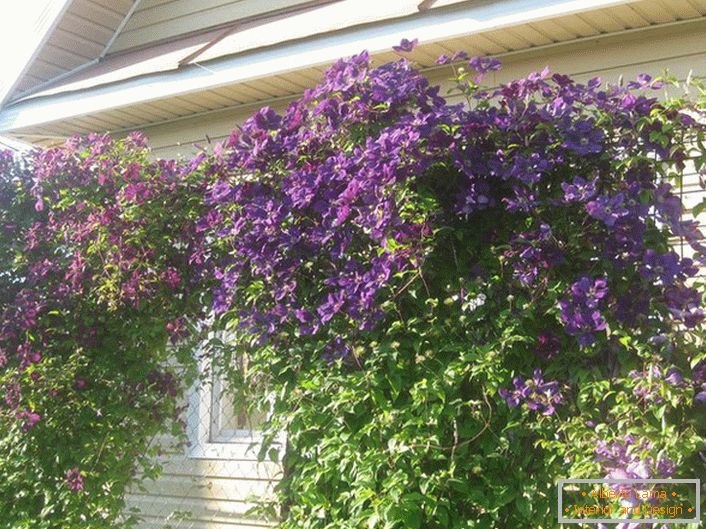 Clematis è un colore lilla scuro arricciato su una recinzione di rete metallica. Una soluzione di successo del progettista del paesaggio.