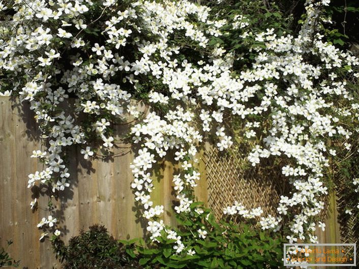 I fiori della clematide sono bianchi sul recinto del giardino.