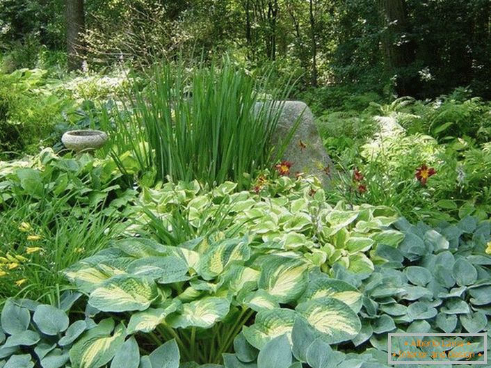 La parte ombreggiata del giardino con una scelta competente di arbusti, soddisferà con un'isola verde succosa e colori calmi di fiori.