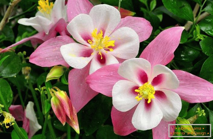 Fiori di aquilegia