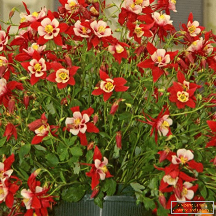 fiori rossi aquilegia