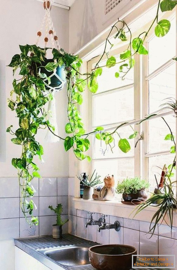 piante all'interno della cucina, foto 38
