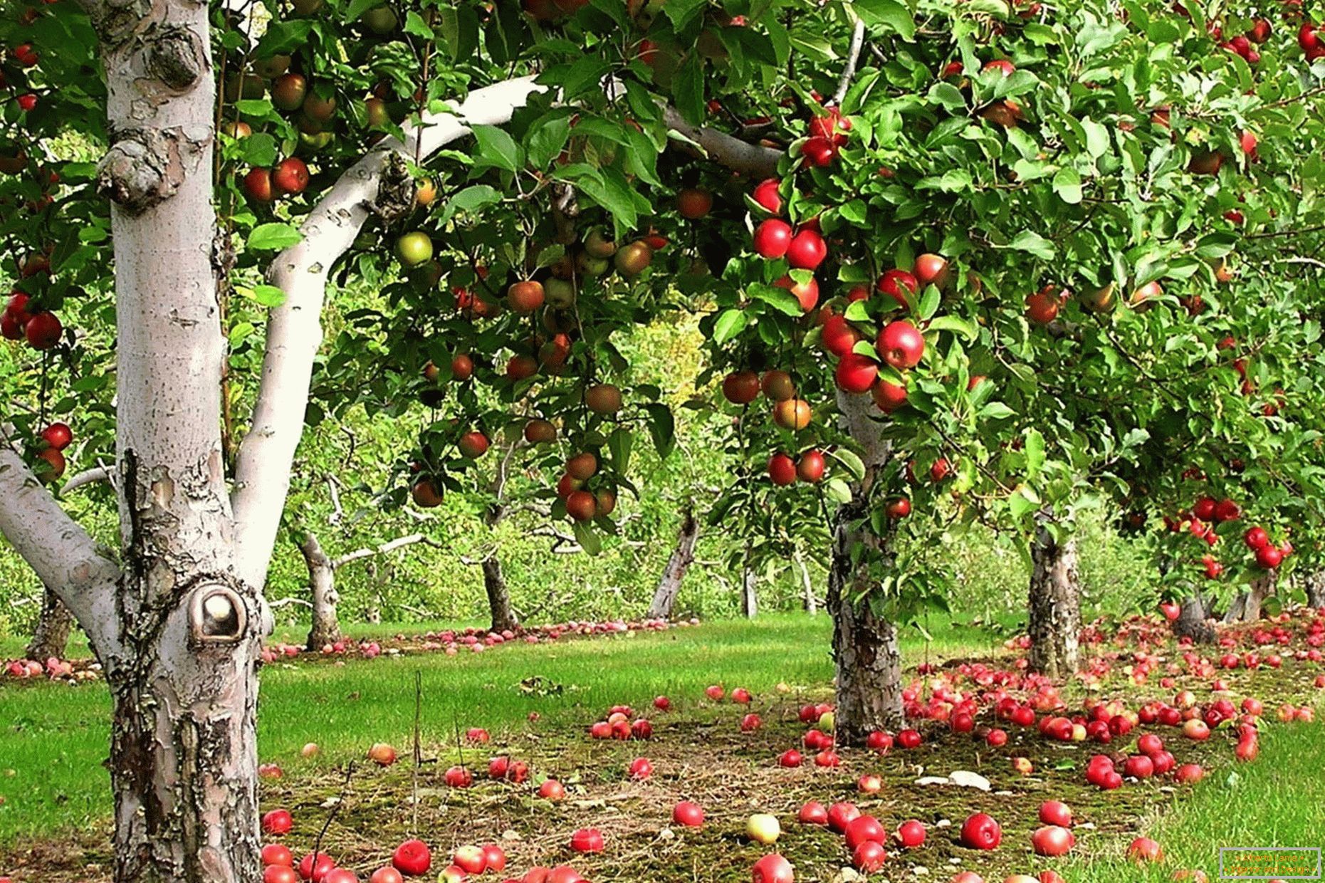 Giardino di mele