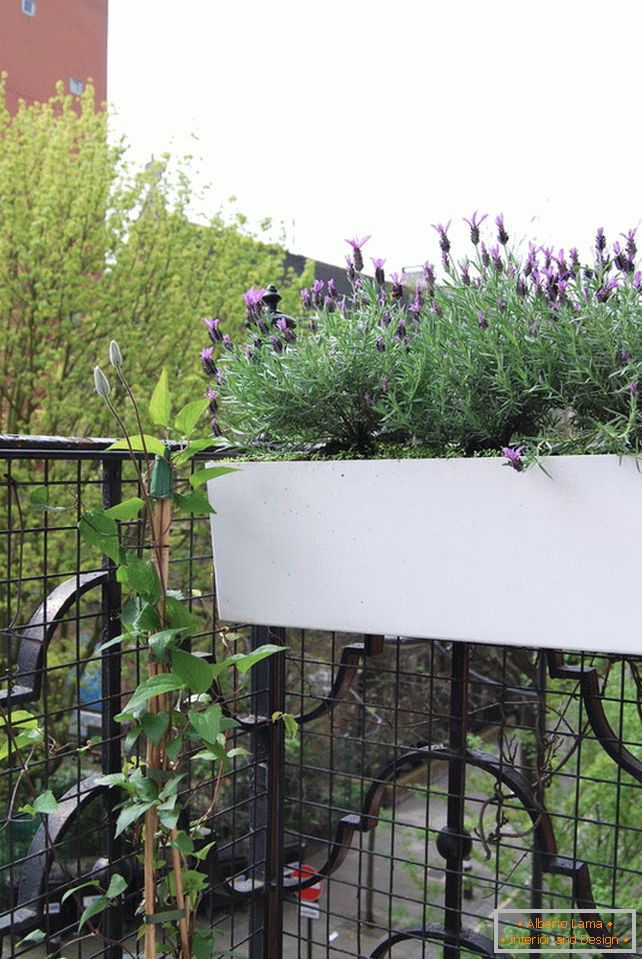 Fiori di lavanda sul balcone