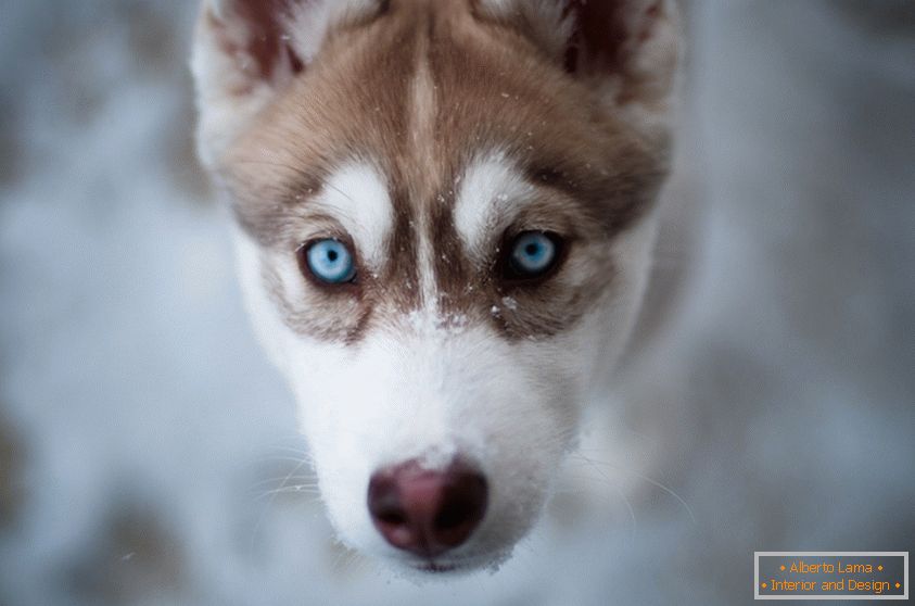Simpatico cucciolo dagli occhi azzurri
