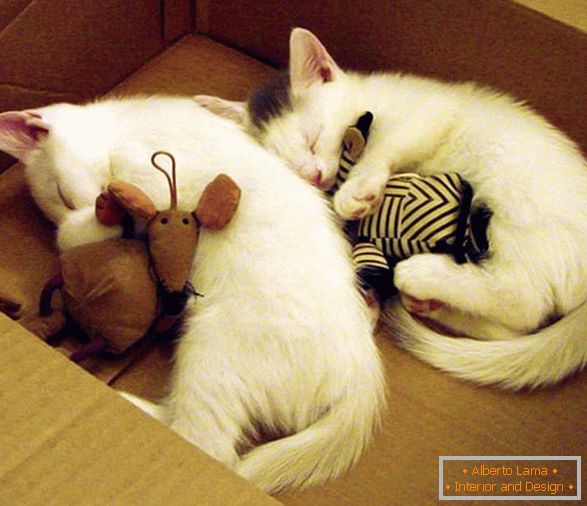 Due gattini addormentati in un abbraccio con i giocattoli