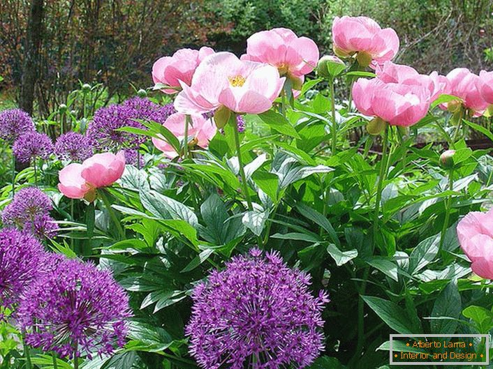 Le prime peonie nel giardino primaverile.