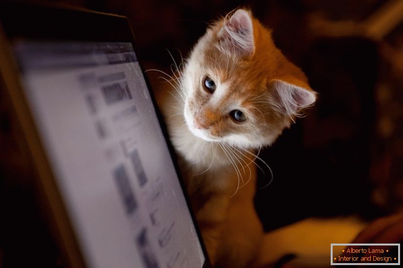 Il gatto guarda il monitor
