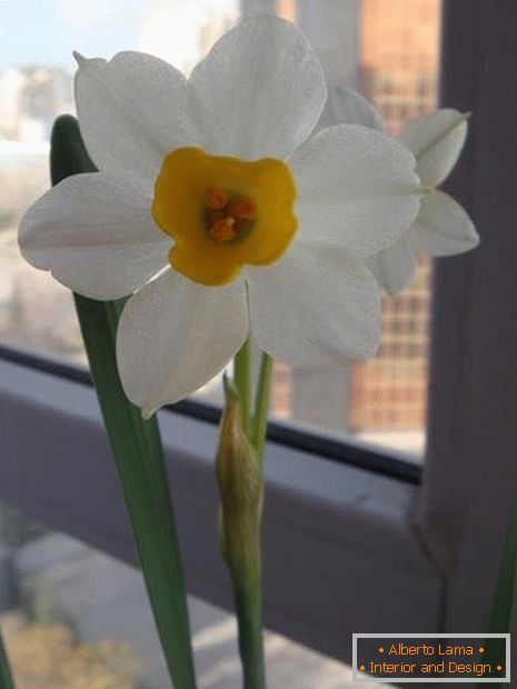 Fiore di Narciso