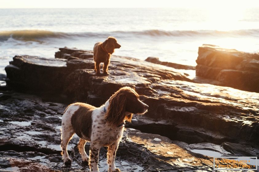 Cani sulla costa