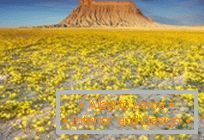 Deserti in Utah, esplosi a colori