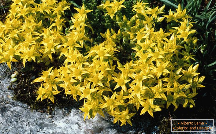 Le infiorescenze di colore giallo brillante di una delle specie della famiglia di arbusti ornamentali sono scorie acre.