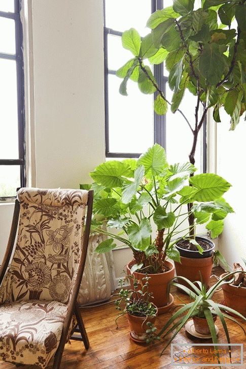 al coperto растения за креслом