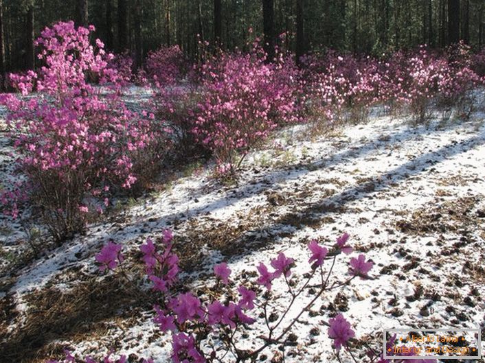 Fioritura all'inizio della primavera