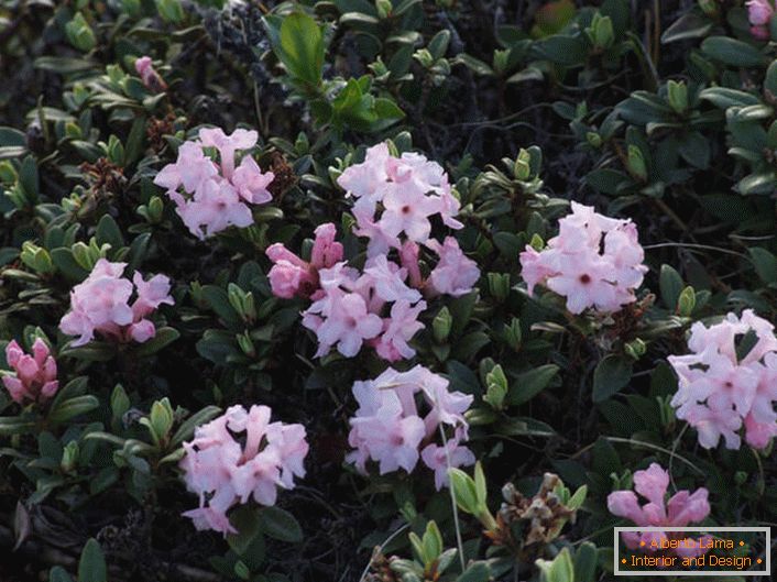 Rododendro di fioritura