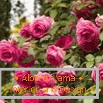 Specie arbustive a cespuglio fiorito di rose