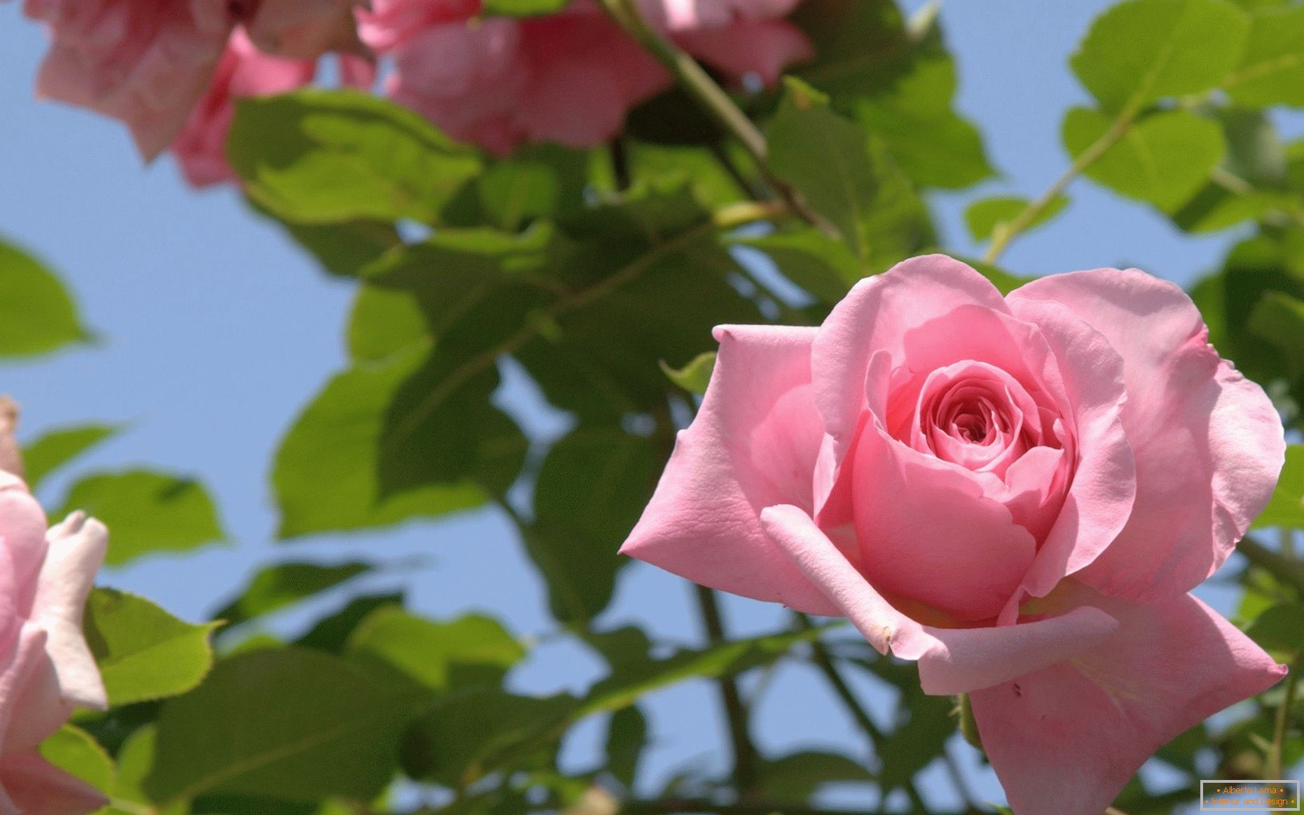 Rose nel design del giardino