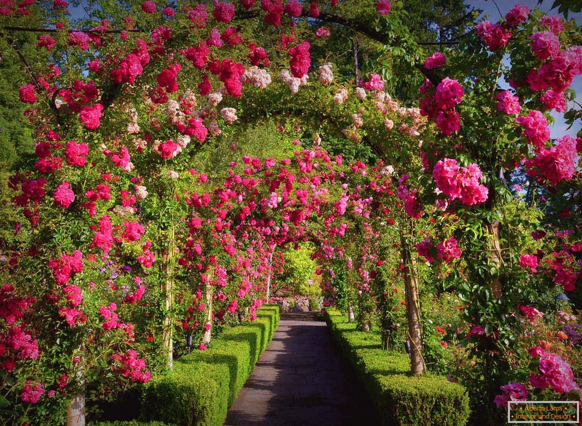 Rose nel giardinaggio verticale
