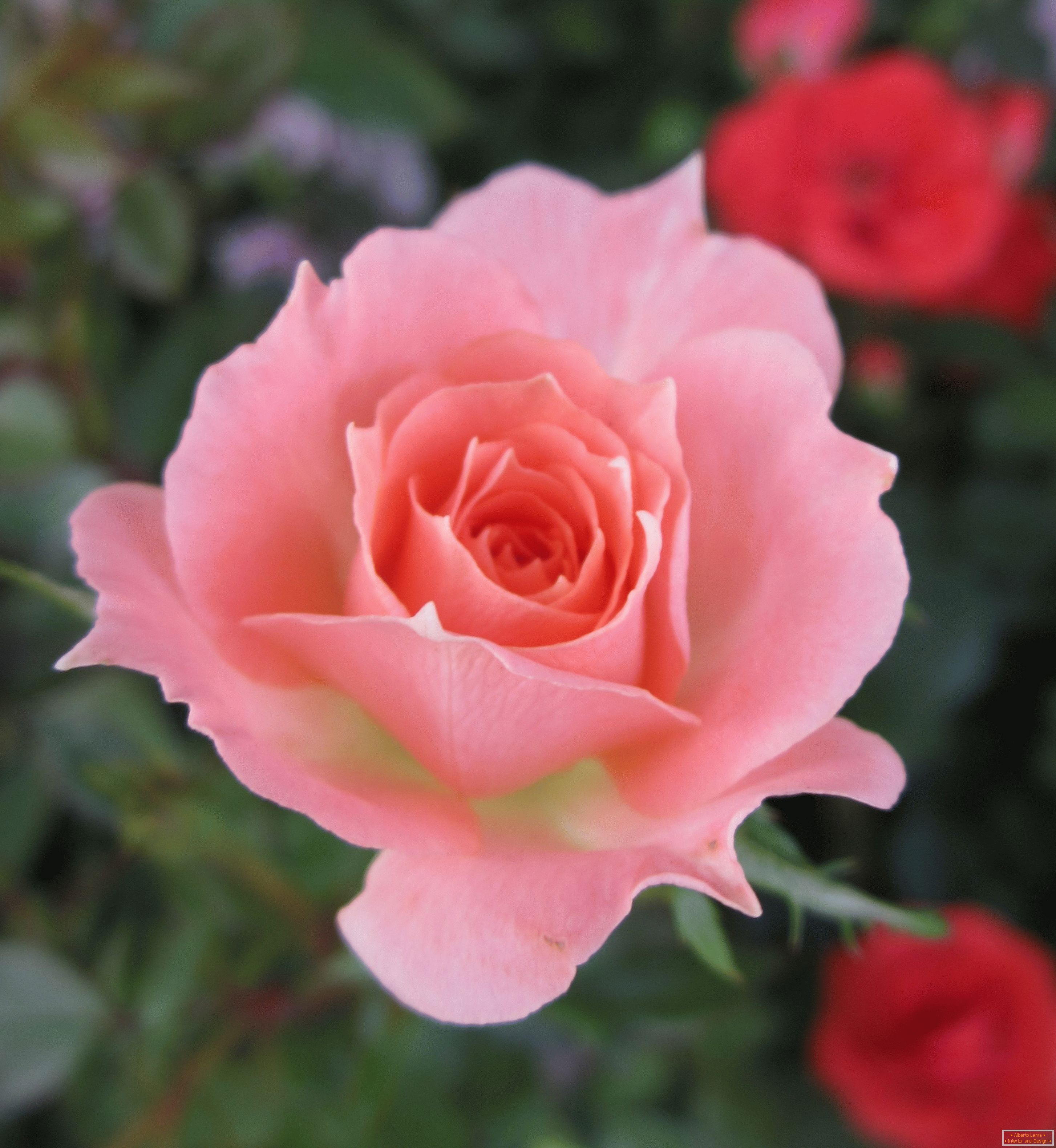 Rosa di un'ombra rosa in un ambiente di fiori rossi