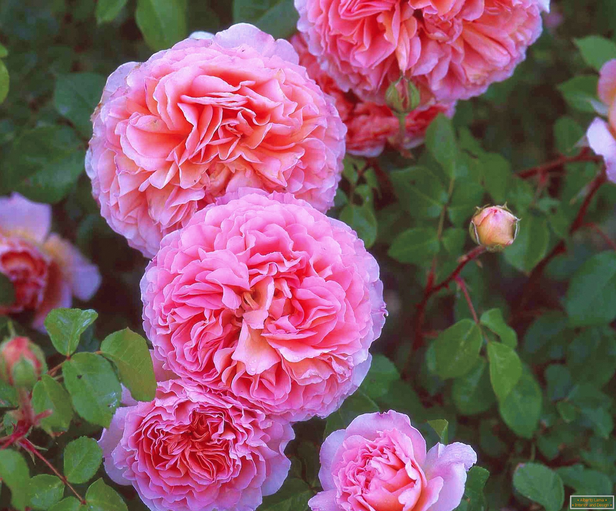 Rose a doppia rosa