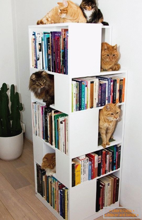 Scaffali per gatti в книжном стеллаже