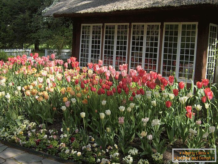 Tulipani nel cortile di casa
