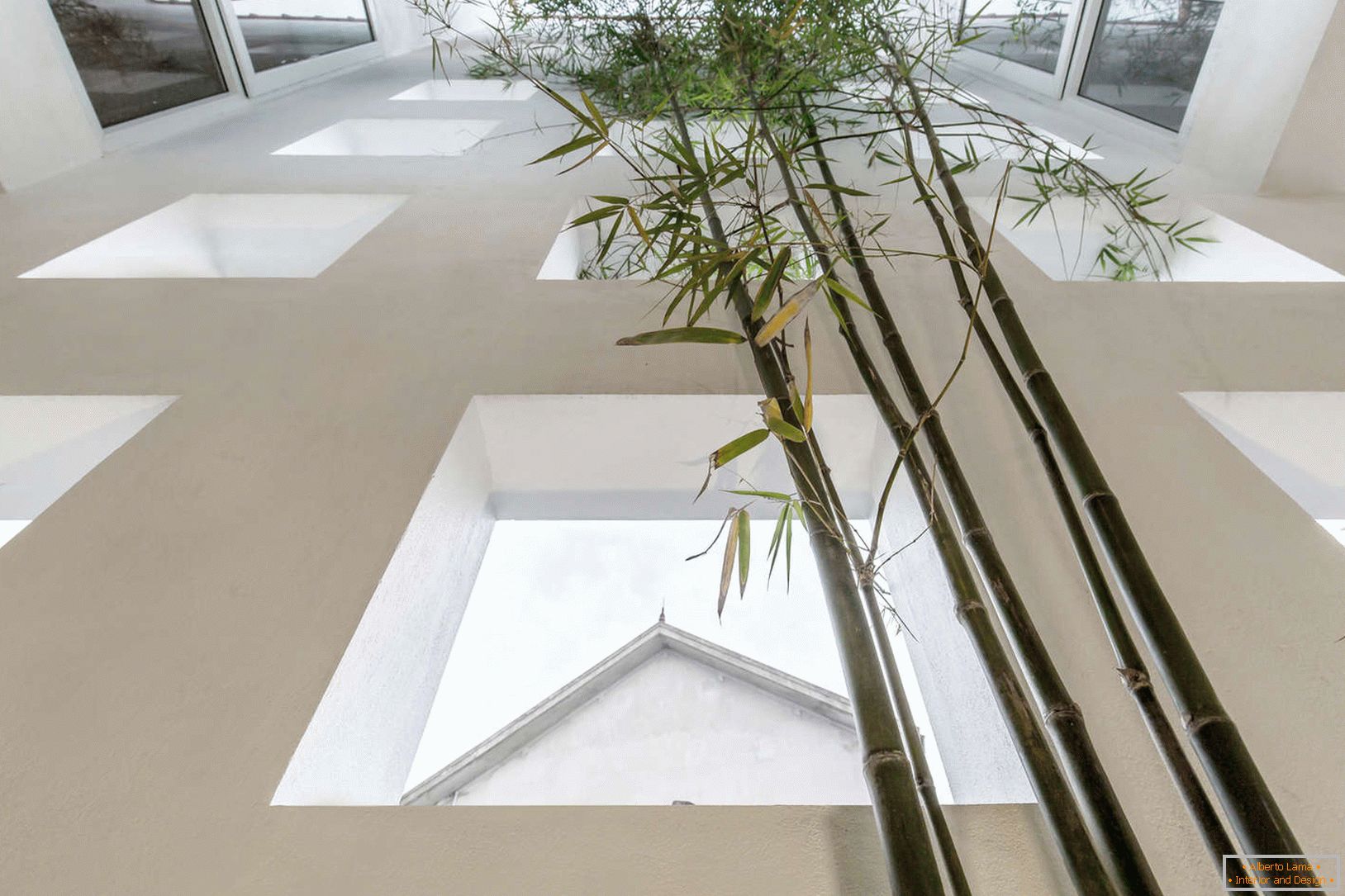 Bambù in una stretta casa di cemento