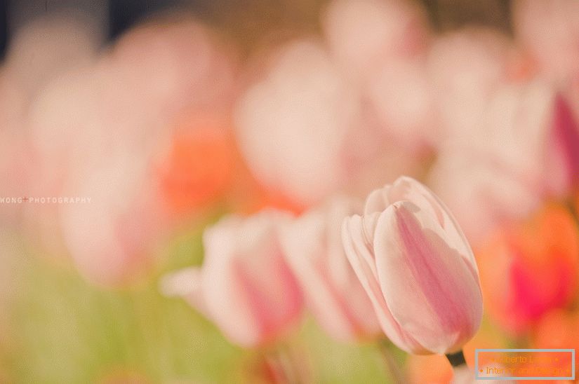 Foto delicata di tulipani