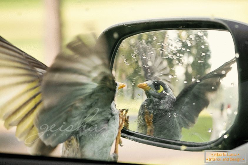 L'uccello guarda nello specchietto laterale dell'auto