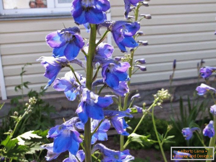 Delphinium nel cortile di casa