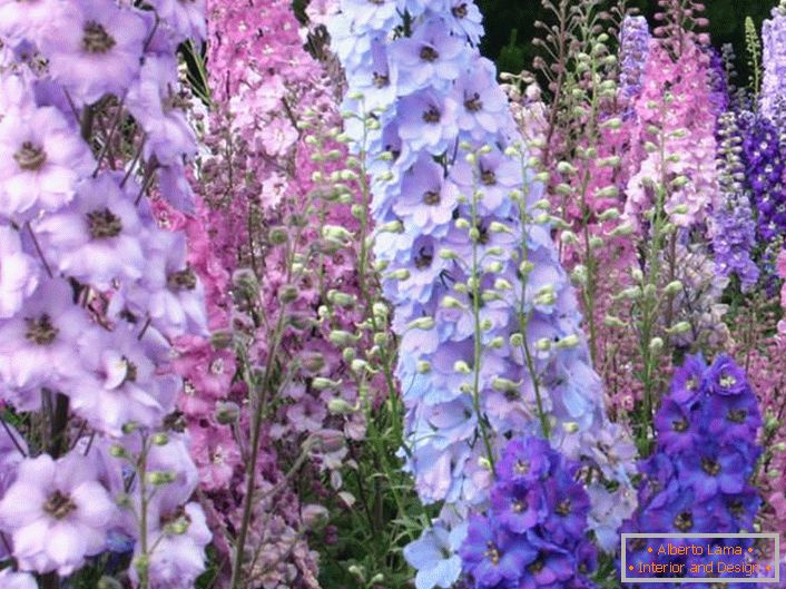 Delphinium in natura