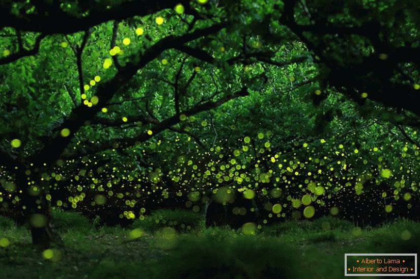 Foto magiche di lucciole a Nagoya, in Giappone