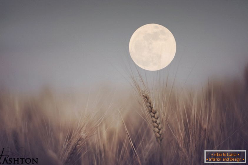Luna sullo sfondo del grano