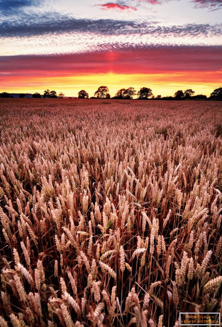Tramonto sul campo di grano, fotografo Joe Daniel Price
