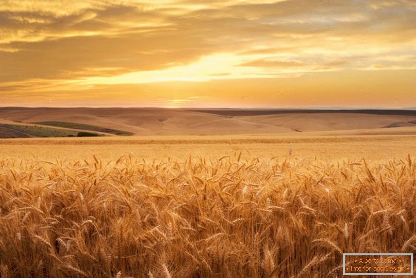 Campo di grano dorato del fotografo Brent Elsberry