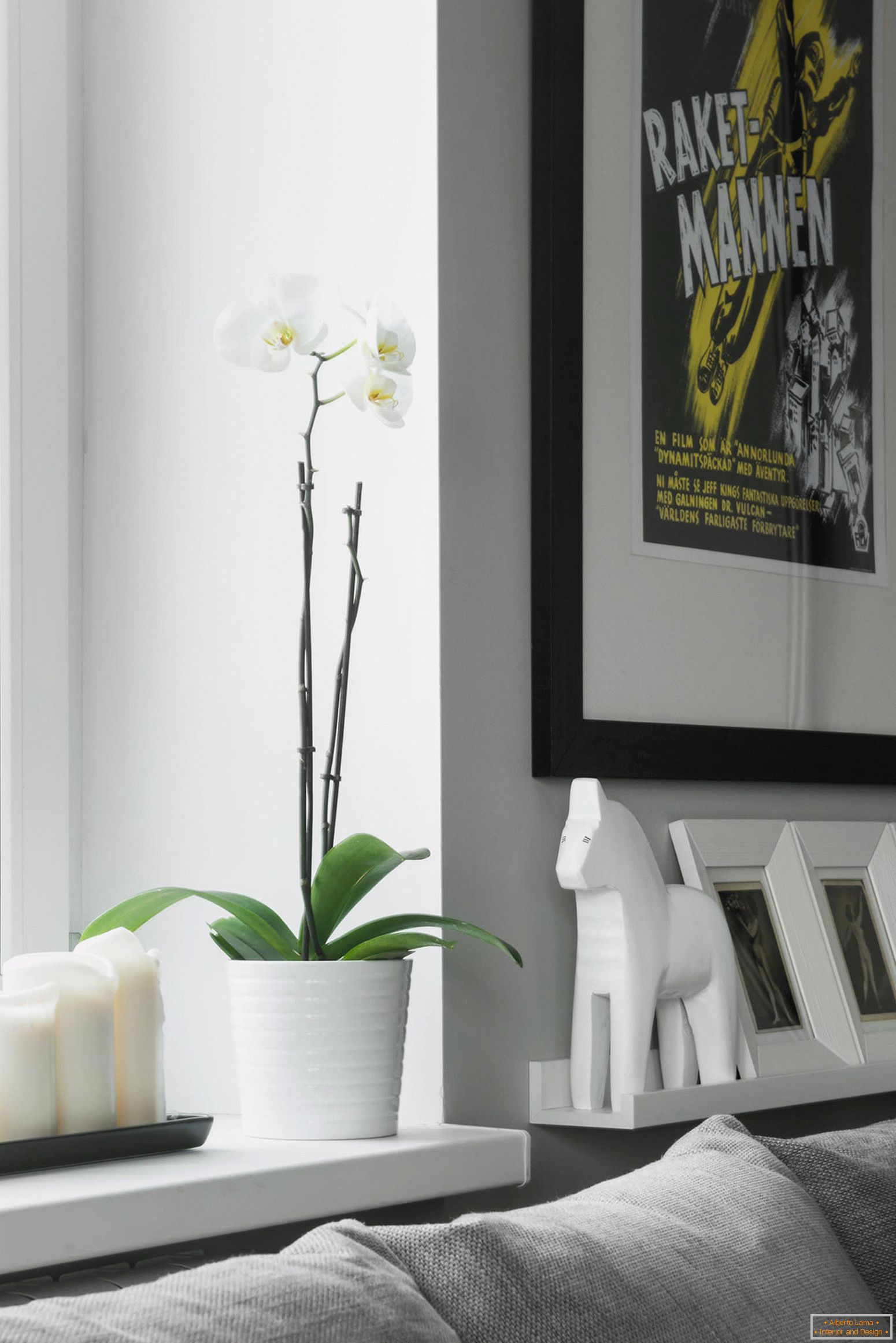 Orchidea nel soggiorno del monolocale